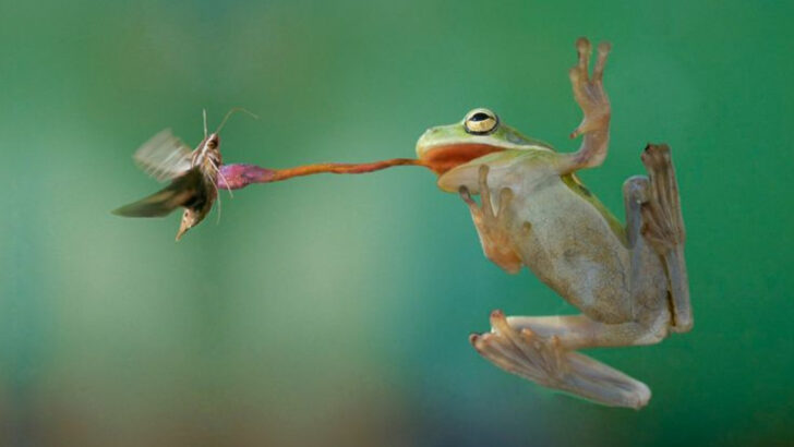 13 Overlooked Hunters That Keep Nature Balanced—and 5 More That Do It Silently