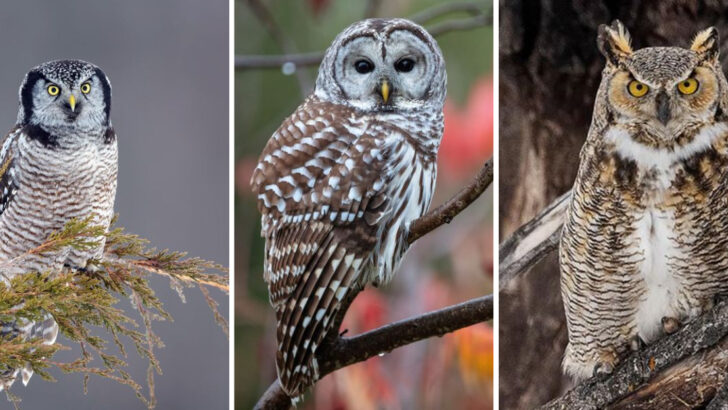 13 Owl Species Found in the U.S.—And the Best Places to Actually See Them