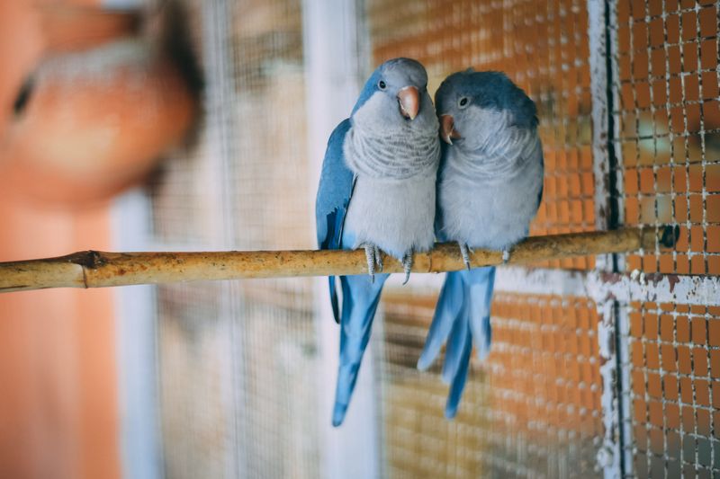 Budgerigar