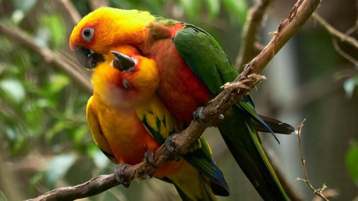 13 Pet Birds That Thrive with a Companion—and 6 That Get Stressed Without One