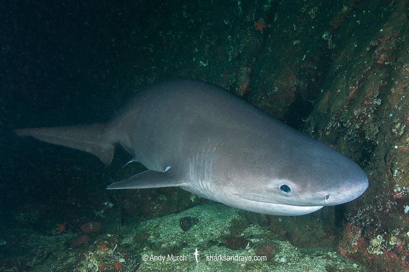 Bluntnose Sixgill Shark (Hexanchus griseus)