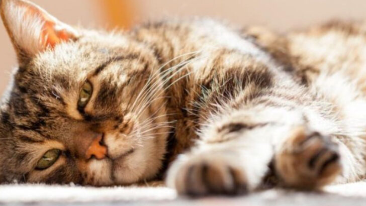 13 Signs a Cat Is Dying and 11 Ways to Comfort Them at the End
