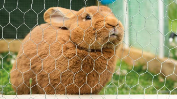 13 Simple Ways to Rabbit-Proof Your Garden—and 4 That Just Waste Your Time