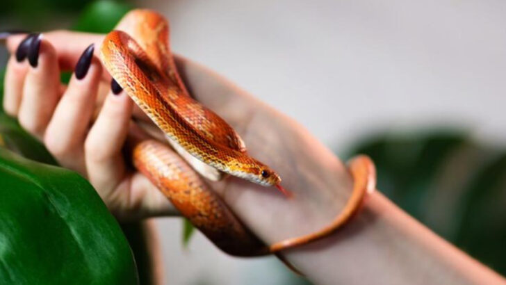 13 Snake Species Ideal for Pets—and 11 That Are Too Risky