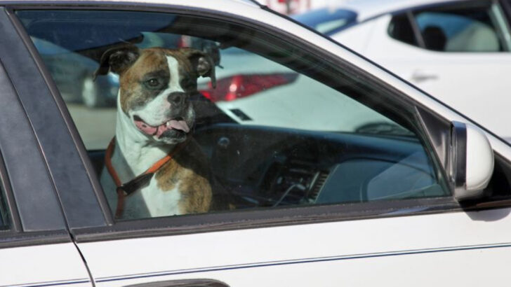 13 Summer Dangers for Dogs You Might Not Know (And How to Keep Them Safe)