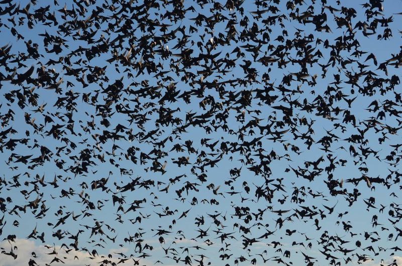 The Astonishing Flock Size