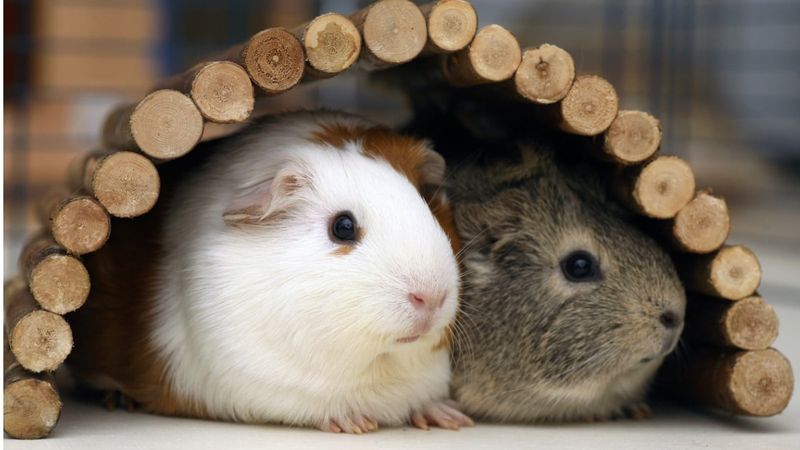 1. Guinea Pigs Need Companionship