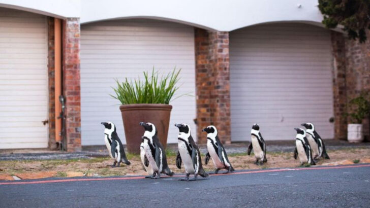 13 Times Wild Animals Walked Into Town Like They Owned the Place