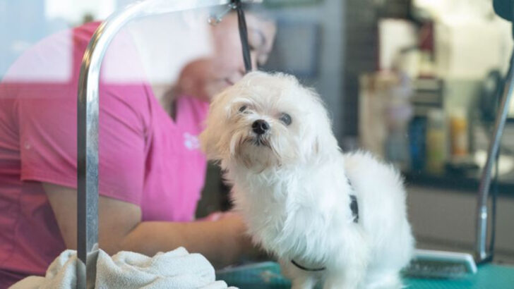 13 Ways to Keep Your Dog Relaxed at the Groomer