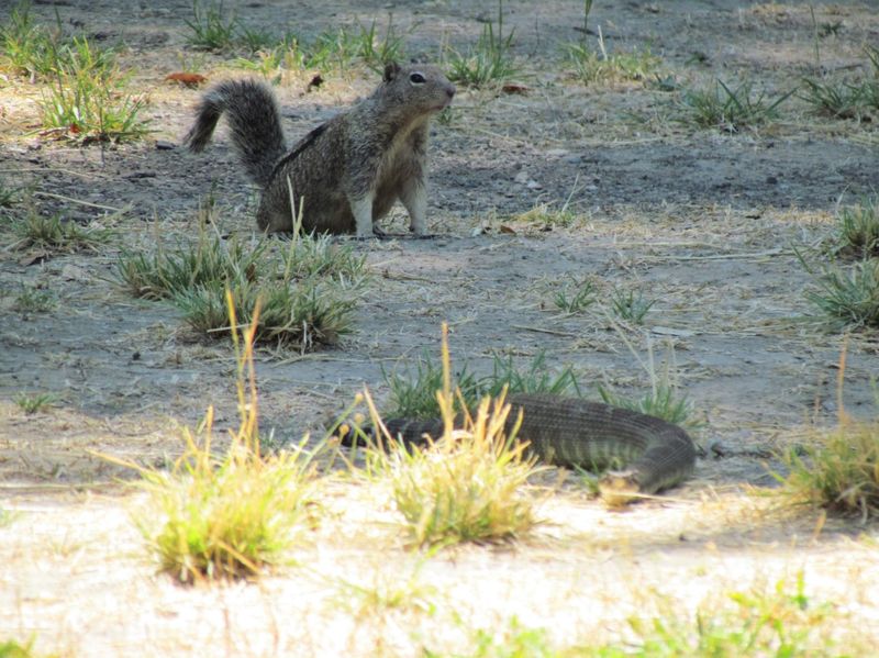 California Ground Squirrel