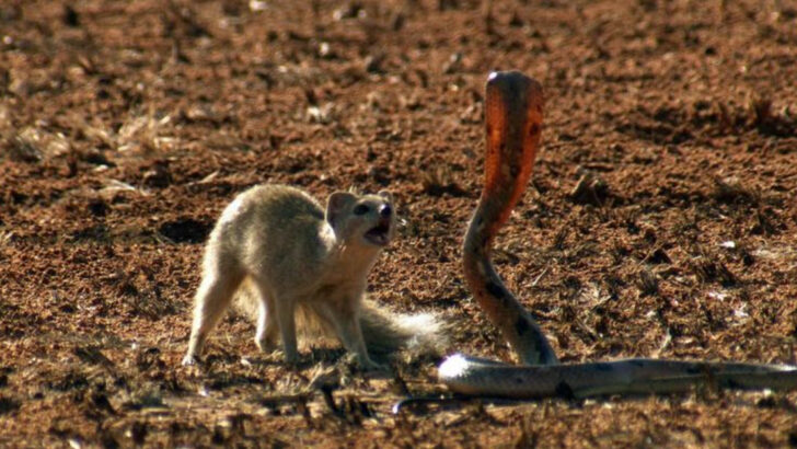 13 Wild U.S. Animals That Outsmart Deadly Snakes Every Time