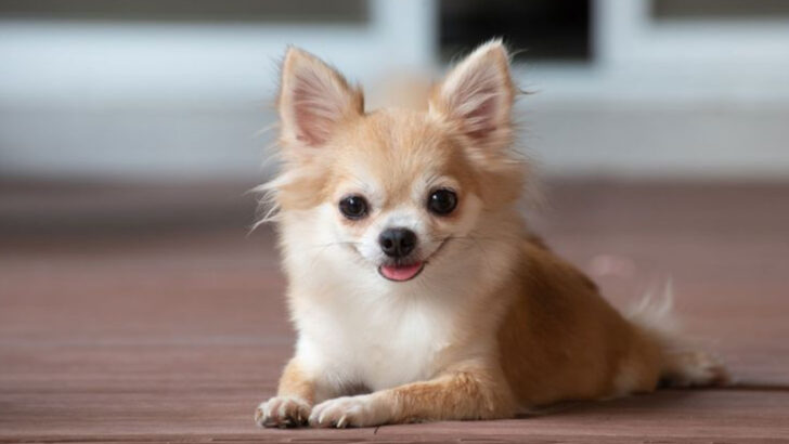 14 Adorably Tiny Dog Breeds That Never Outgrow Their Puppy Charm