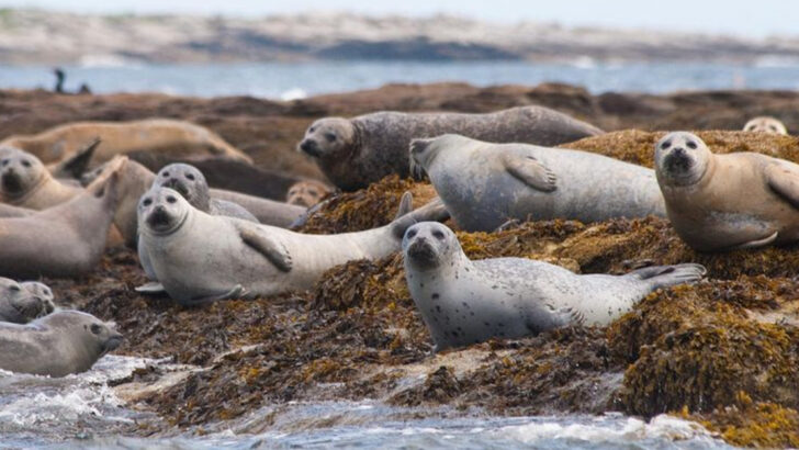 14 Amazing Places to Spot Seals Across the United States