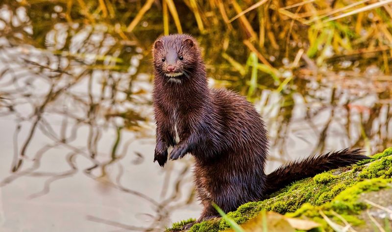 Sea Mink