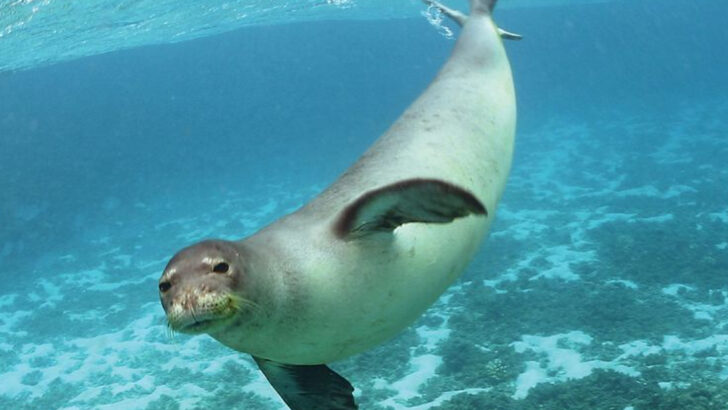 14 Animal Species Wiped Out or Displaced by America’s Deadliest Disasters