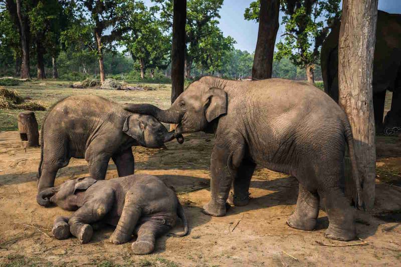 Elephants