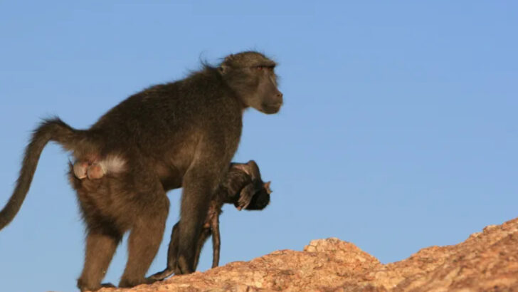 14 Animals That Mourn Their Dead (And 5 That React in Surprisingly Strange Ways)