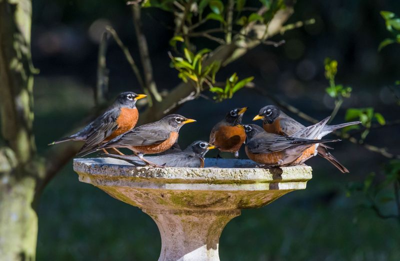 American Robin