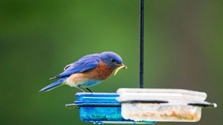 14 Backyard Birds Kids Love to Spot—and 7 More That Will Surprise You This Summer