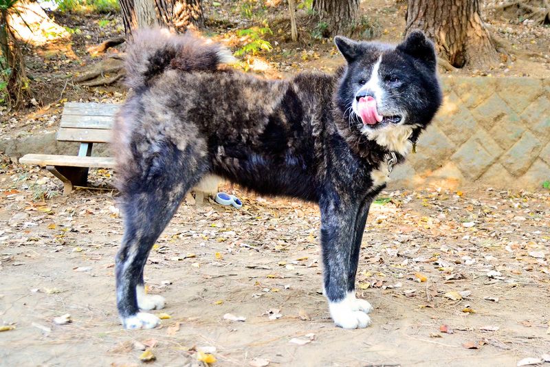 Akita