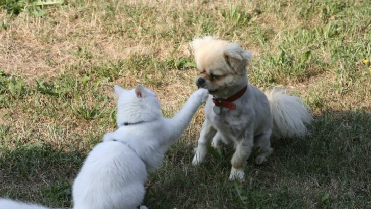 14 Breeds That Struggle with Cats and 10 That Actually Get Along