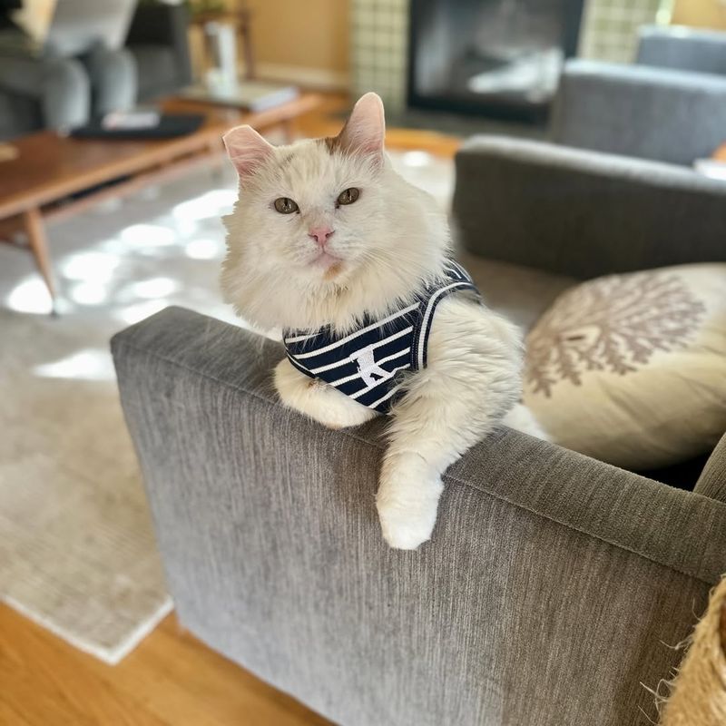 Turkish Van