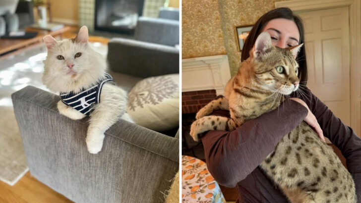 14 Cat Breeds That Form Remarkably Deep Connections With People