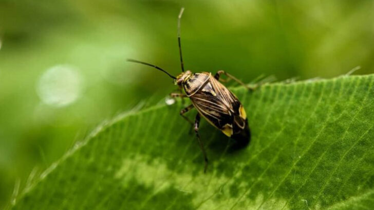 14 Deadliest Insects Found in U.S. Backyards Right Now