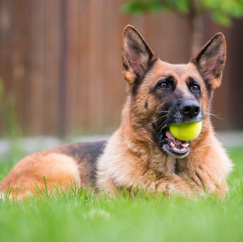 German Shepherd
