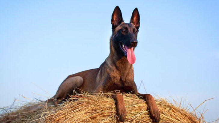14 Dog Breeds With Pointy Ears That Make Them Look Wild—and Totally Lovable