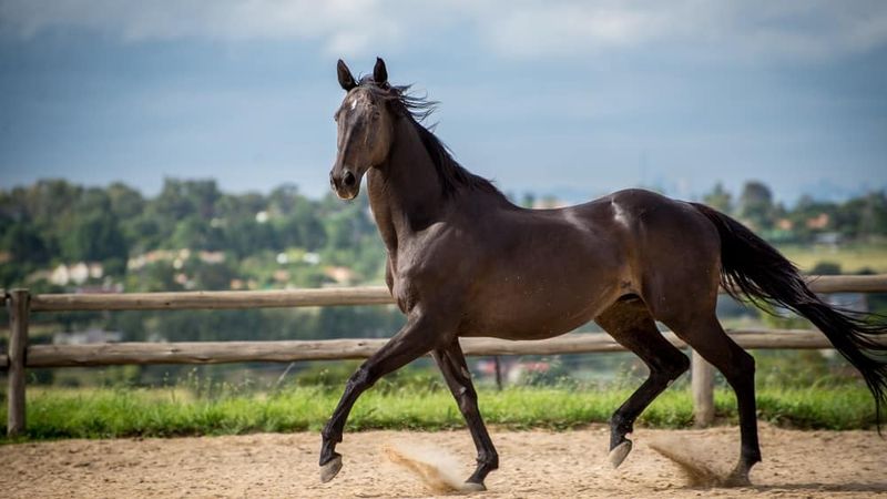 Thoroughbred