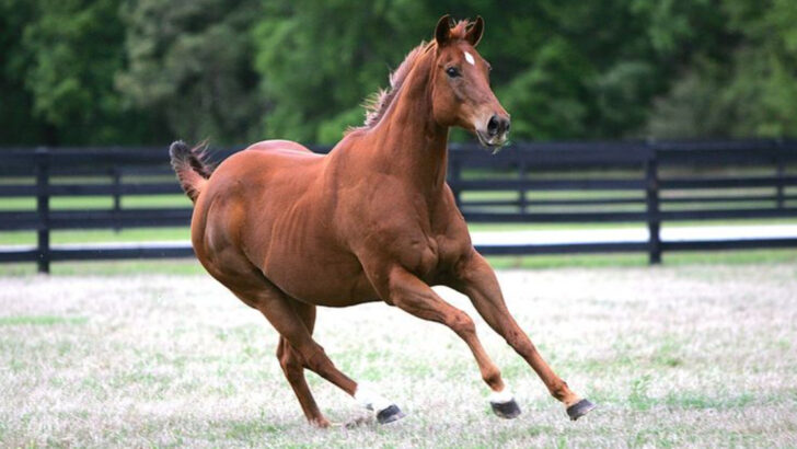 14 Fastest Horse Breeds—and 10 That Take Their Time