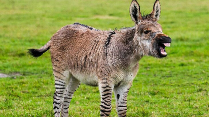 14 Hybrid Animals Created by Nature—and Not in a Lab