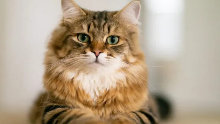 14 Hypoallergenic Cats That Make the Perfect Companions