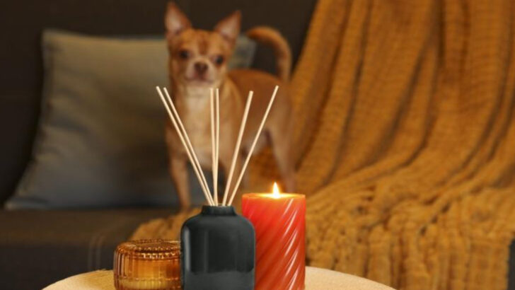 14 Instant Ways to Eliminate Dog Smell From Your House