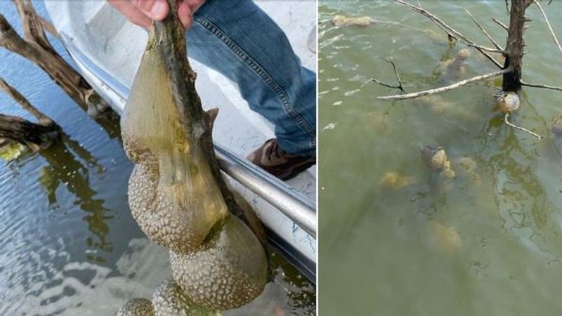 McGee Creek Reservoir (Oklahoma)