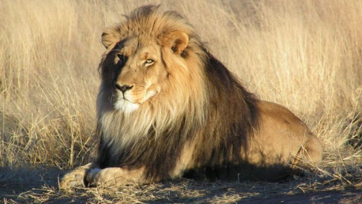 14 Lion Myths People Still Believe (But Nature Proves Them Wrong)