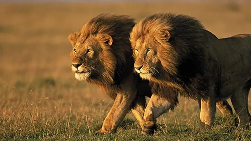 Myth 1: Lions Are Only Found in Jungles