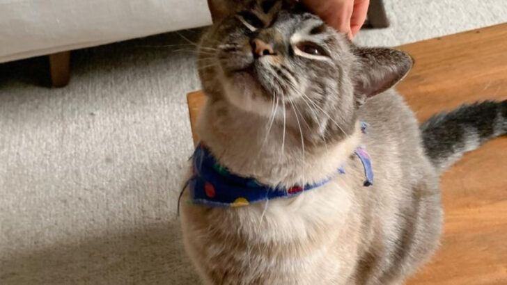 14 Mistakes Cat Owners Make That Can Turn Sweet Cats Aggressive
