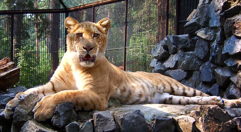Liger (Lion + Tiger Hybrid)