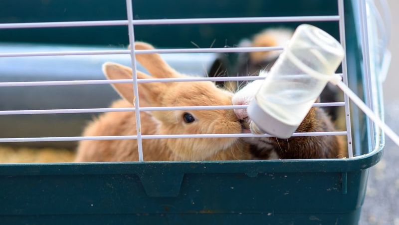 Myth: Rabbits are low-maintenance pets