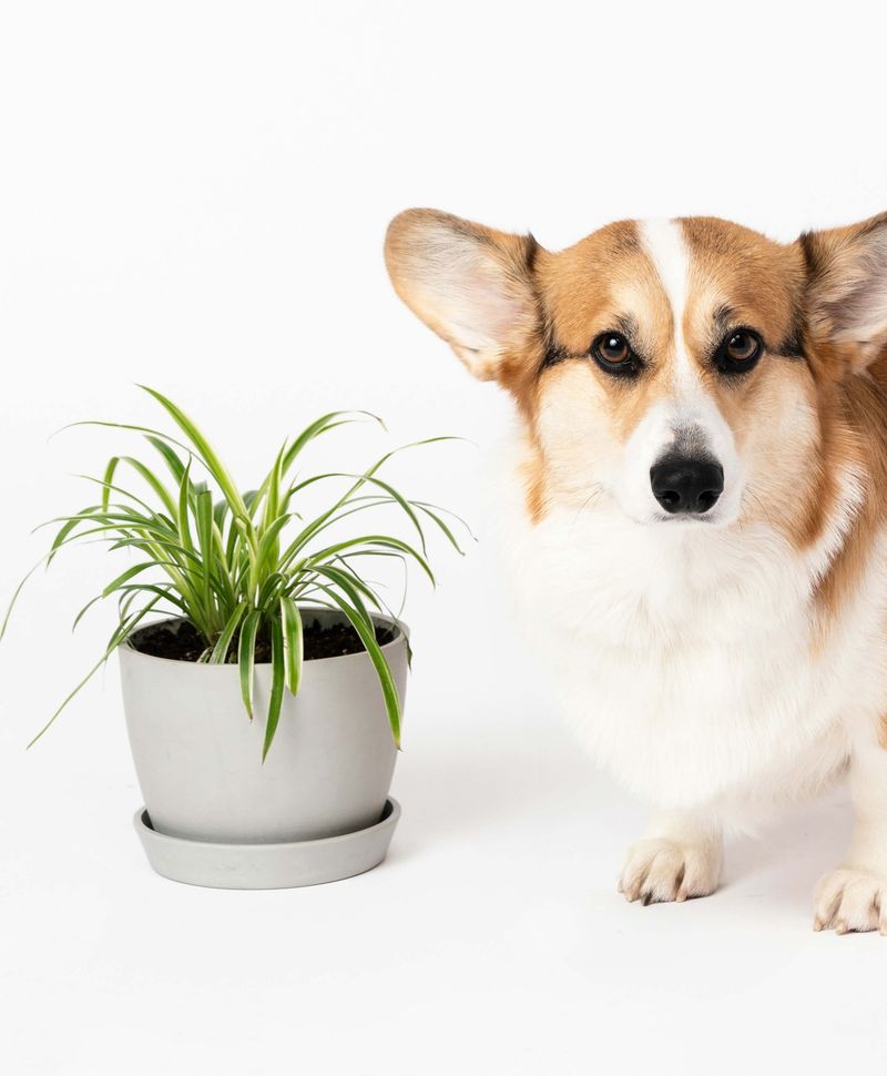 Spider Plant