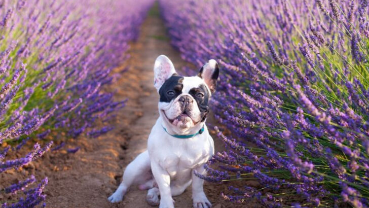 14 Pet-Friendly Plants That Thrive in Summer (And 6 That Can Harm Your Dog or Cat)