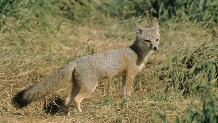 14 Rare Animals Found Only in One U.S. State—and Why They’re So Hard to Spot