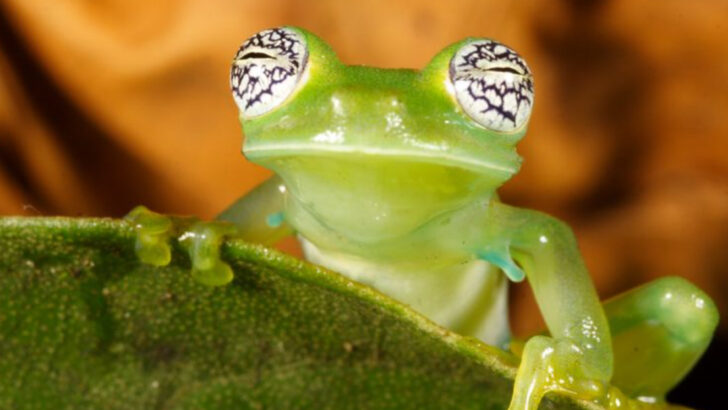 14 Strange-Looking Animals People Thought Were Fake—Until Biologists Stepped In