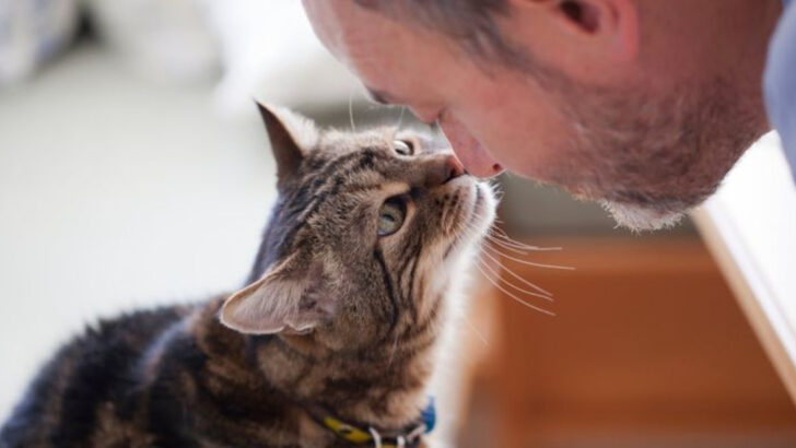 14 Surprising Behaviors That Show Your Cat Actually Loves You