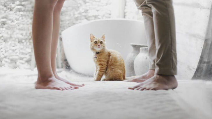 14 Things Cat Owners Do That Break Their Pet’s Trust Without Realizing It