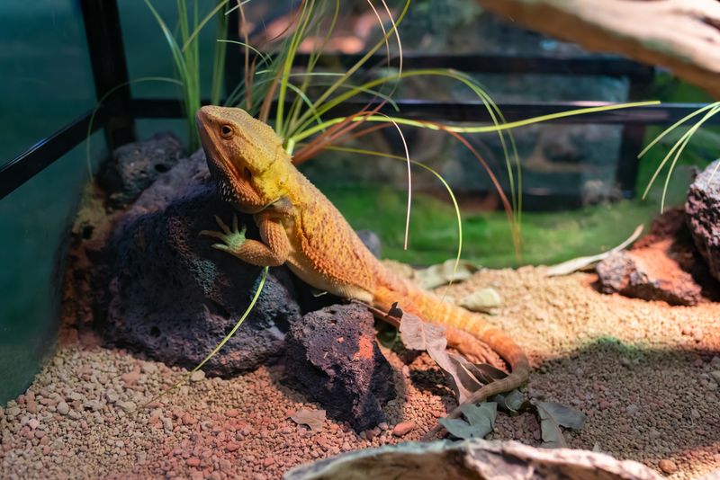 Understand Your Reptile's Habitat