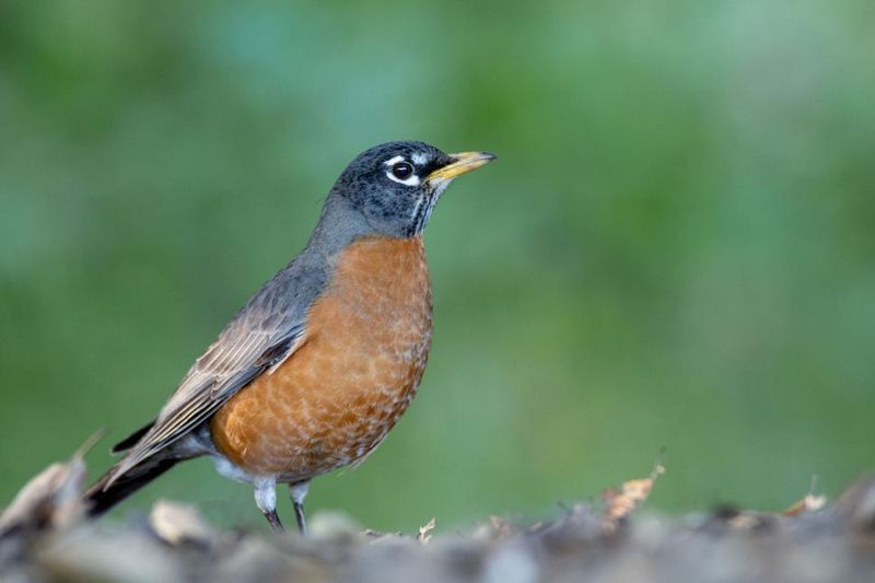 American Robin