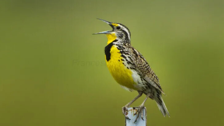 14 Types of Songbirds That Bring Beautiful Music to Your Garden
